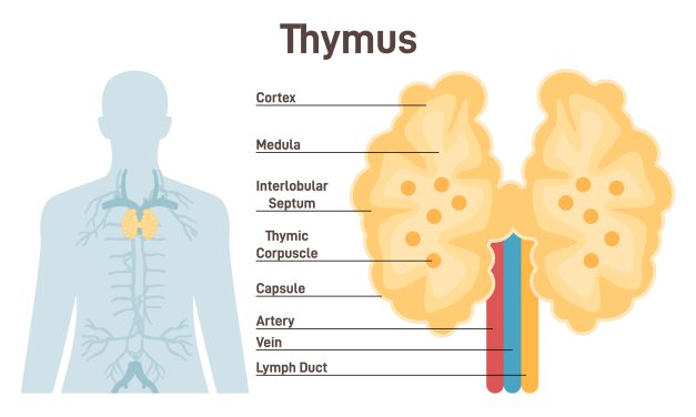 Thymus : L&rsquo;IA améliore la classification des cancers