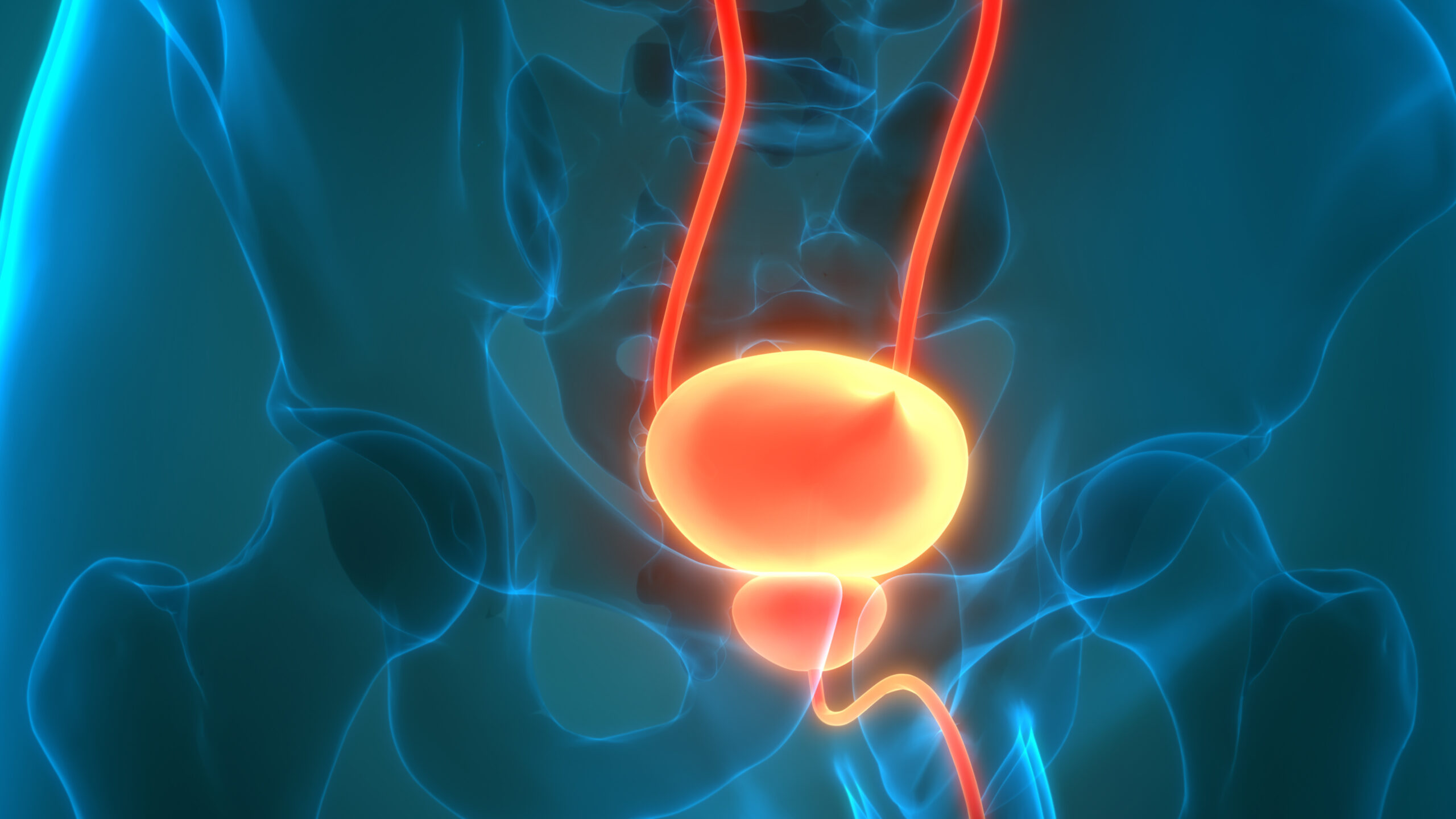 Human Urinary System Kidneys with Bladder Anatomy
